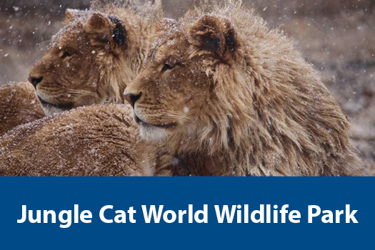 Jungle Cat World.
